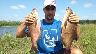 I knew that there would be a bream. Bream biting in July on the feeder.