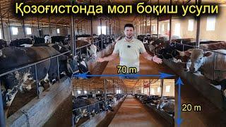 Қозоғистонда Молни қандай боқишяпти | Мол боқиш усули