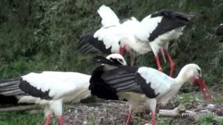 Das Klappern der Weißstörche im Naturzoo Rheine