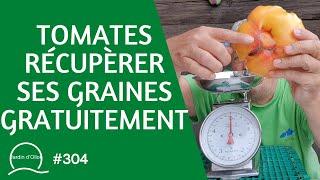 #304-Tomates, comment récupèrer ses graines gratuitement