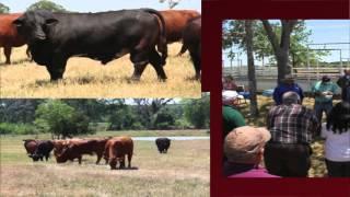Lecture 3 Part 2- Characteristics of Seedstock and Cow/Calf Operations