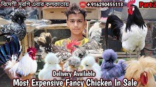 Most Expensive Fancy Chicken In Sale ll Delivery Available !! at very low prices