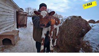 Покупка бычков. Цена. Возраст. Порода. Омск Москаленки жизнь в деревне.