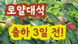 로얄대석 출하 3일 전