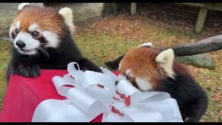 Animals Get Gifts 2024 - Cincinnati Zoo