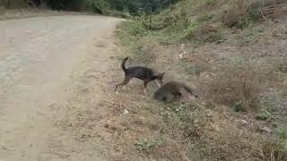 Pelea entre perro vs mapache