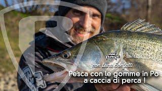 Pesca con le gomme in Po - a caccia di perca !