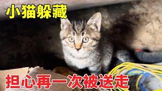 今天村里老人抓走了猫，黑妞带着小猫躲藏了，躲在洞里太难找！【乡野志刚】