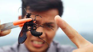 TEST SENGATAN TAWON PEMBUNUH TARANTULA RAKSASA! STUNG by a TARANTULA HAWK!