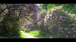 Wanderung von Wiedenbrügge nach Steinhude (Andi-TV 77)