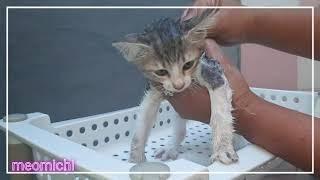 Cara Memandikan Anak Kucing Usia 2 bln