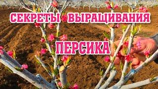 Секреты выращивания персика /  peach cultivation secrets