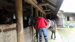 Breaking A Horse The Proper Way With Alvin R Boudy Jr. (part two)