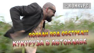 Попали под обстрел в поле! Кукуруза в автоклаве. Конкурс в описании!