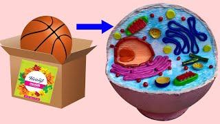 DIY Animal Cell Model | Easy and Fun with Ball, Cardboard, and Clay!