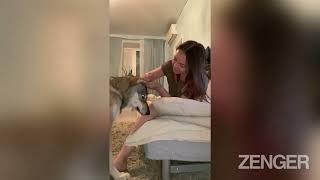HOWL'S ABOUT A CUDDLE? Pet Wolf Who Just Wants To Play