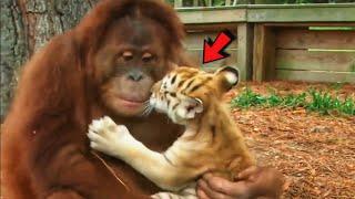 Orangutan Began Babysits Tiger Cubs After They Was Rejected by Own Mothers