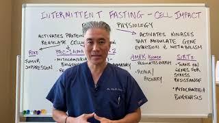 Intermittent Fasting---Cellular Impact-Fasting Physiology
