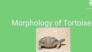 Morphology of tortoise #youtube #morphology #tortoise