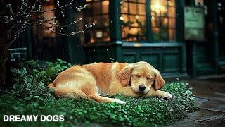 Dog TVQuickly prevent boredom and best calming music for dogs｜Soothing music for dogs