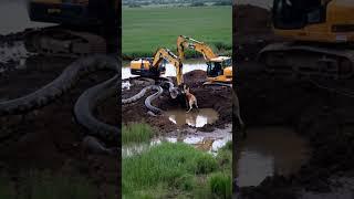 Two excavators in trouble, the dog barked continuously at the giant python