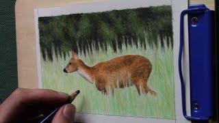 drawing a doe with Inktense pencils