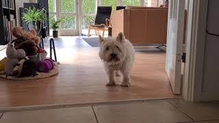 westie Budi gets new toys