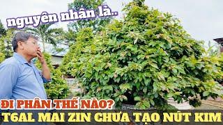 T6 al cây mai giảo zin chưa có nút kim nên bỏ phân gì cho ra nụ chơi Tết Út Đực chia sẻ kinh nghiệm