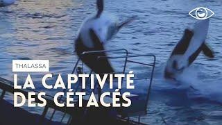 Captivité des cétacés - Thalassa