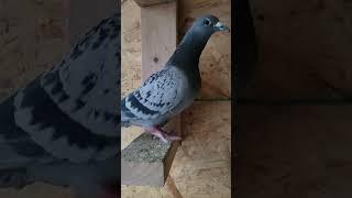 Extreme long distance male | Racing Pigeon | Homer | Kabutar