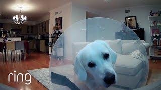 45 Minutes of Funny and Cute Pets on Ring | RingTV