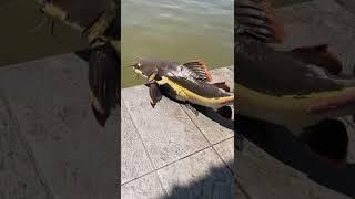 Mr. Feet releasing a giant Red Tail Catfish. #shorts