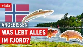 Fischartenchallenge - Norwegen Spezial | Angebissen - Der Angelpodcast vom rbb | #154