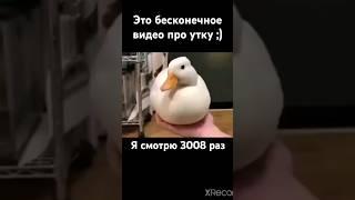 Бесконечное видео про утку ;) #утка #funny #memes #мем #shortvideo #shortsvideo #shorts