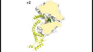 Phi29 DNA Polymerase / Terminal Protein