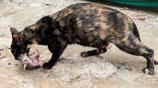 Stray Cat Brings Newborn Kittens to My House for Shelter – Unbelievable!