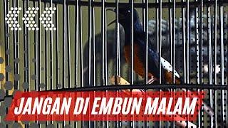 JANGAN DI EMBUN MALAM‼️untuk murai batu seperti ini