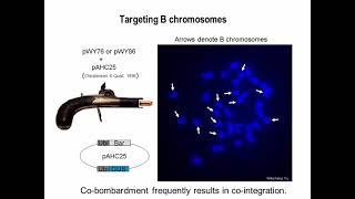 Plant Genome Editing and Engineering