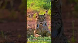 Rare Iberian Lynx Relaxes in Spanish Grassland | World's Most Endangered Wild Cat