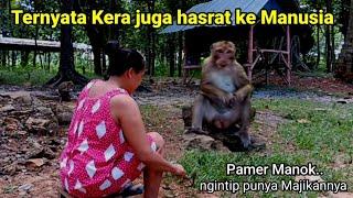 VIRAL_PELIHARA RATUSAN KERA TANPA KANDANG di rumah terpencil sebelah hutan wilayah Tuban.