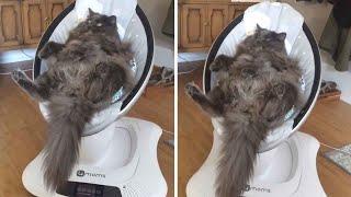 Cat Naps in Baby Rocker