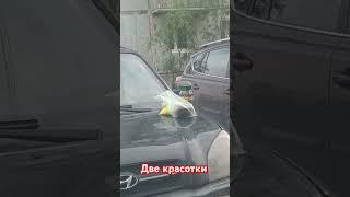 две красотки