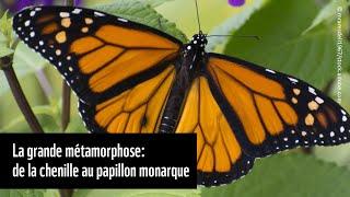 La grande métamorphose: de la chenille au papillon monarque