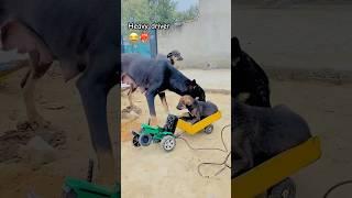 John Deere tractor, heavy driver dog️‍￼￼￼#nishudeswalstunt #modifiedtoys #toys #dog #stunt