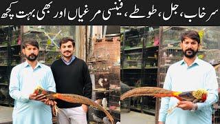 Pheasant, Jal , Fancy Hens, Talking Parrot latest Prices | College Road Birds Market Rawalpindi