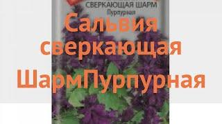 Сальвия сверкающий Сверкающая Шарм Пурпурная  обзор: как сажать, семена сальвии