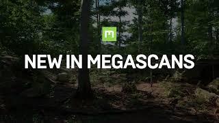 New in Megascans - Trees Special!!