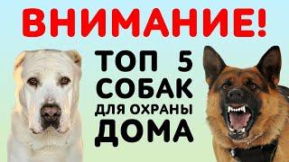 ТОП 5 лучших собак для охраны дома