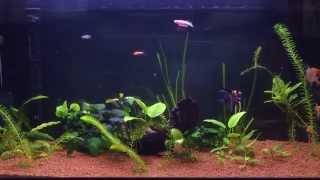 Fresh water fish tank at 08.02.2015