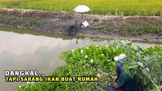 BUKAN MAIN GALAKNYA! Mancing modal lumut segenggam dapatnya puluhan